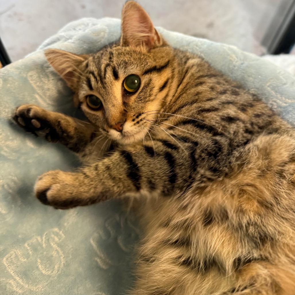 Enlarge Oliver, a Adoptable Domestic Short Hair in Fort Bragg, CA image 2/3