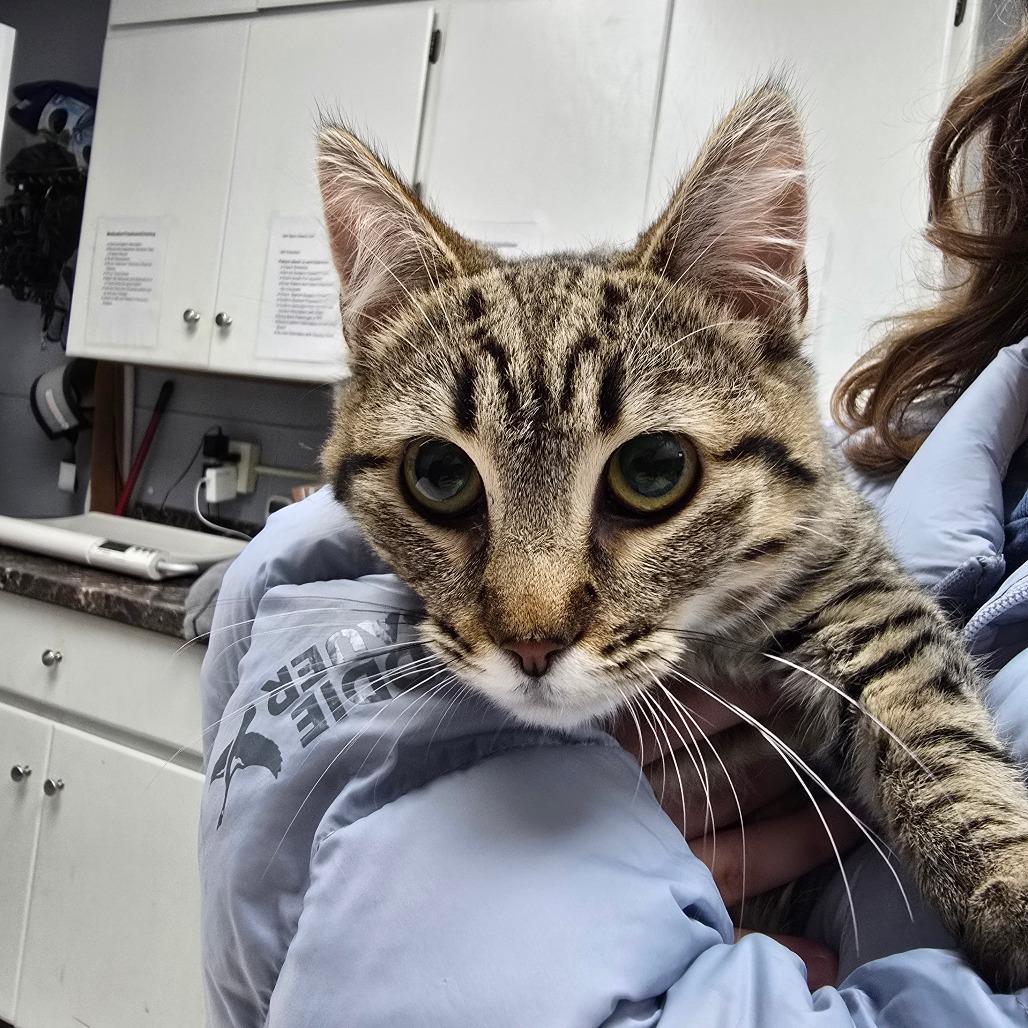 Enlarge Oliver, a Adoptable Domestic Short Hair in Fort Bragg, CA image 3/3