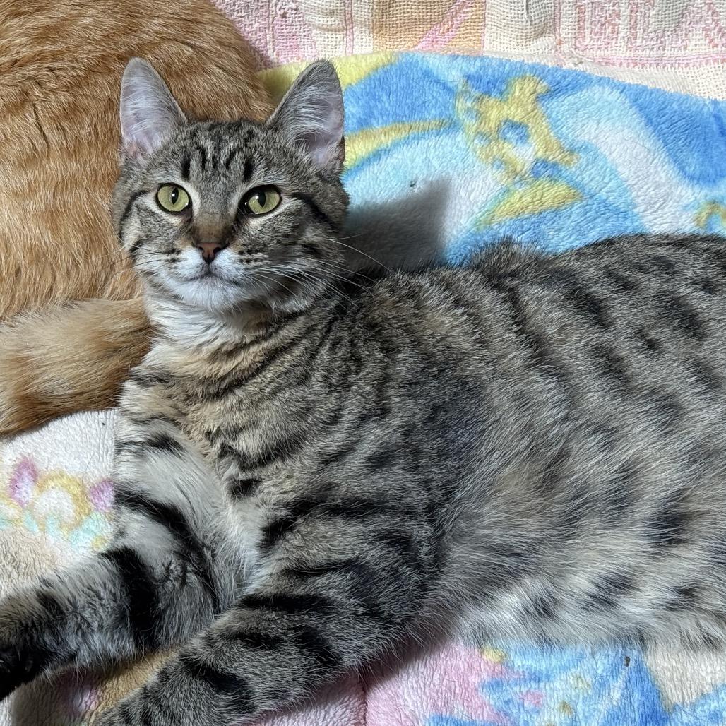 Enlarge Oliver, a Adoptable Domestic Short Hair in Fort Bragg, CA image 3/4