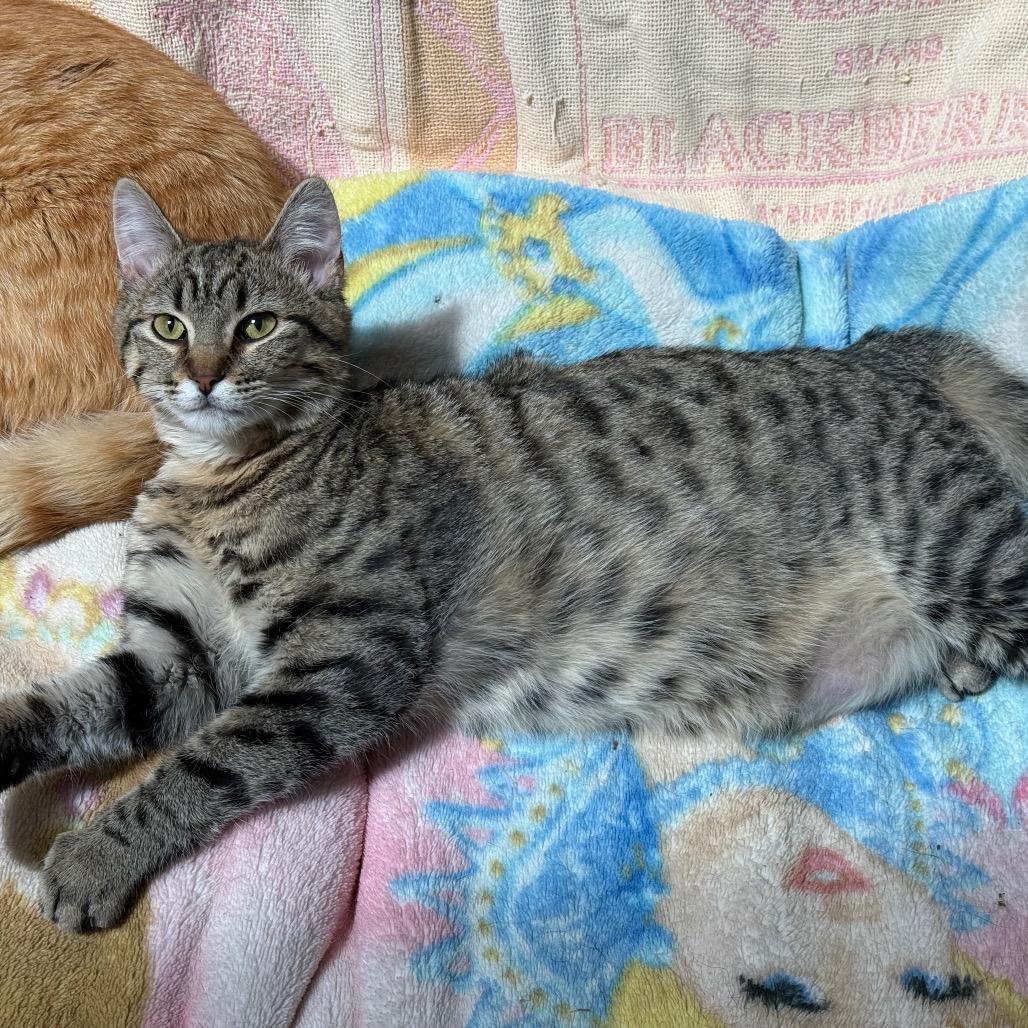 Enlarge Oliver, a Adoptable Domestic Short Hair in Fort Bragg, CA image 4/4