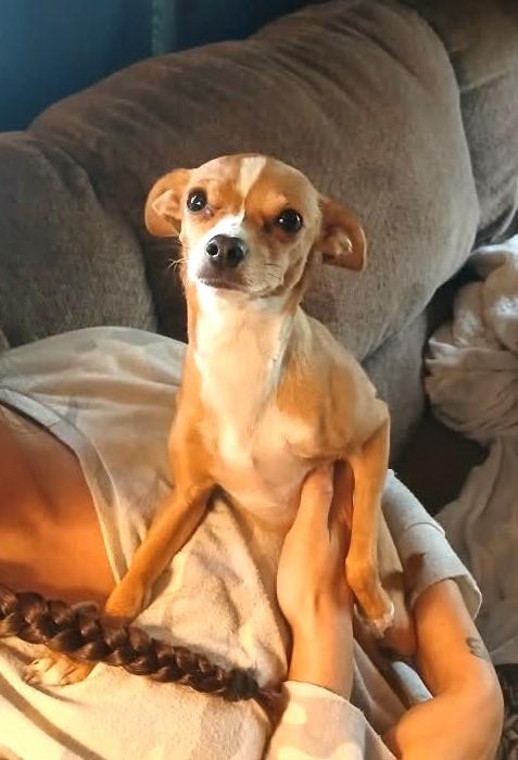 EllieJo, an adopted Chihuahua in Lewiston, ID image 2/2