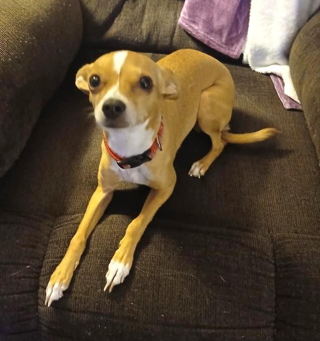 EllieJo, an adopted Chihuahua in Lewiston, ID image 1/2