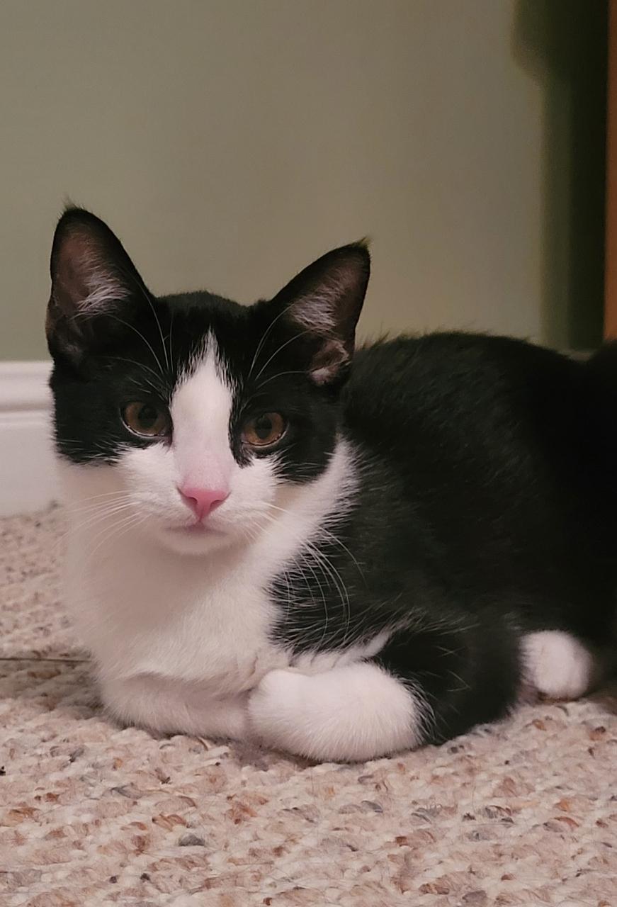 Enlarge Fiona, a Adoptable mixed breed in Bardstown, KY image 1/2