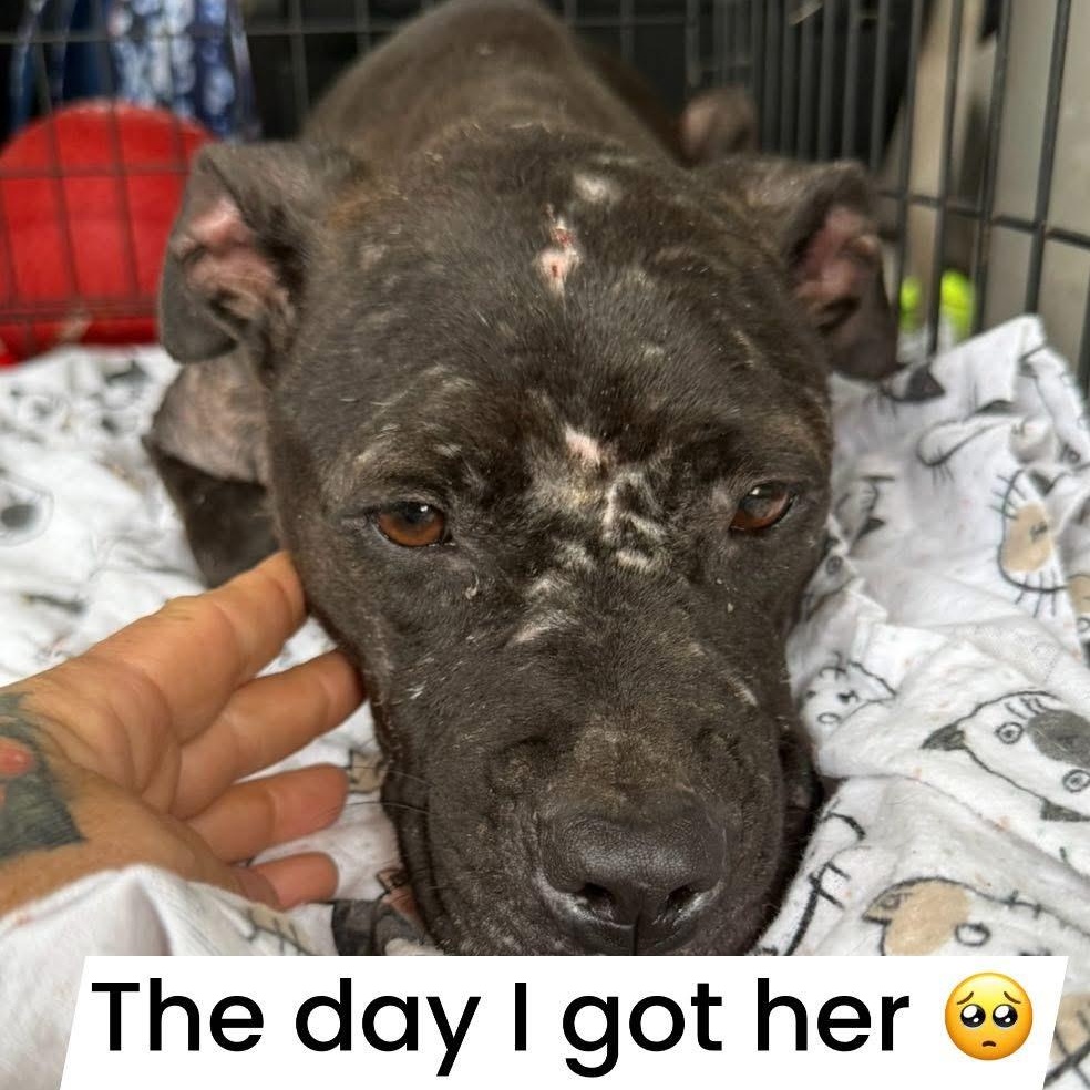 Banana, Adopted, Young Female American Bully.