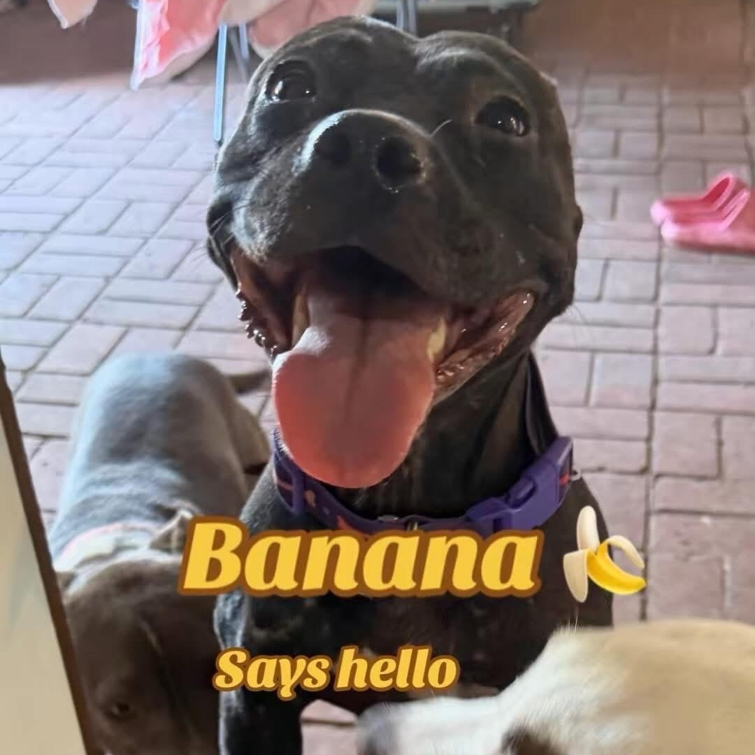 Enlarge Banana, a Adopted mixed breed in Dallas, TX image 2/6