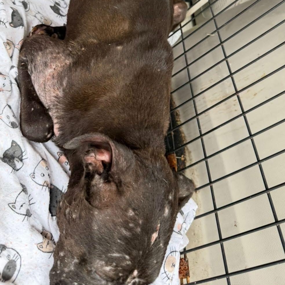 Enlarge Banana, a Adopted mixed breed in Dallas, TX image 3/6