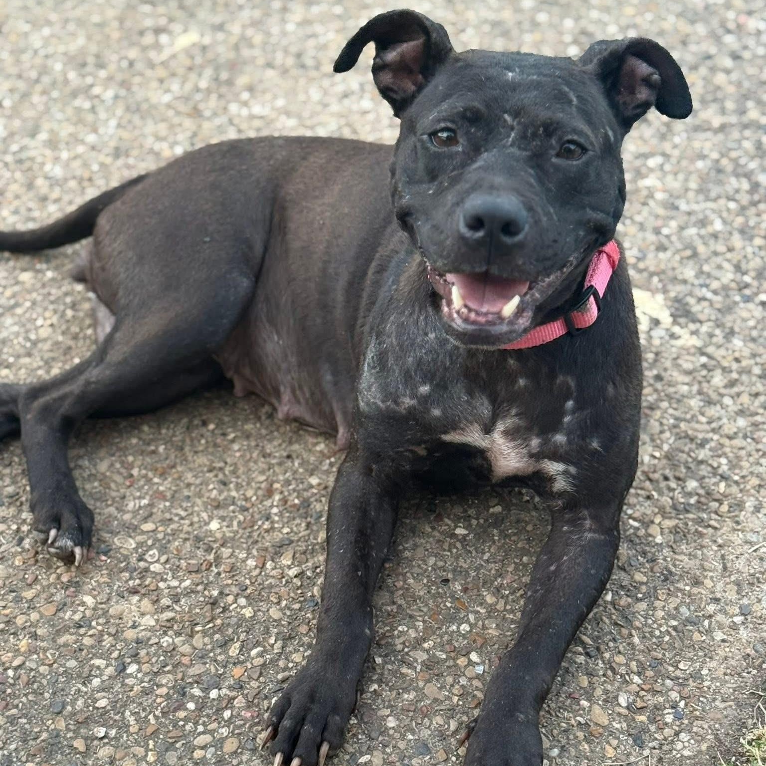 Enlarge Banana, a Adopted mixed breed in Dallas, TX image 4/6
