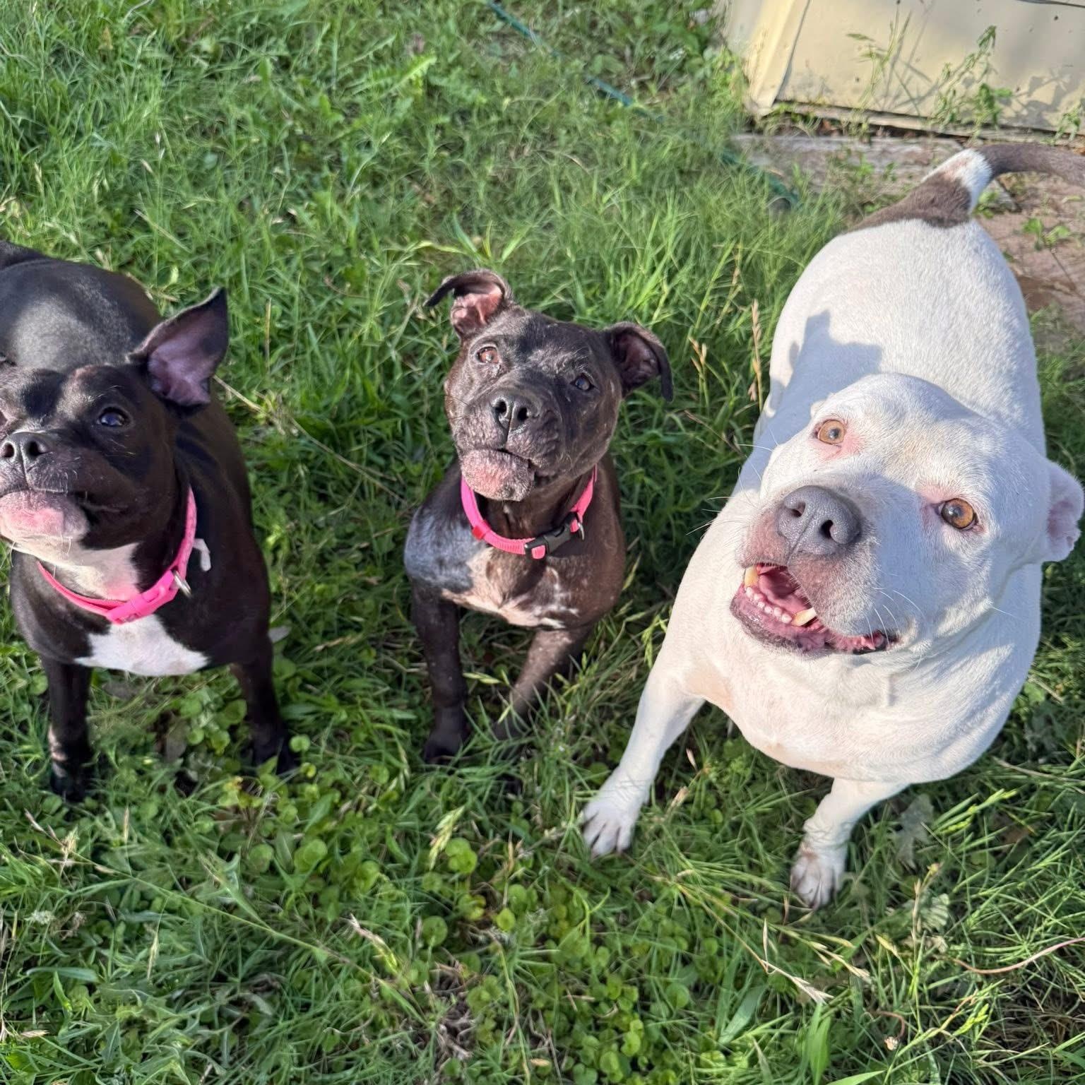 Enlarge Banana, a Adopted mixed breed in Dallas, TX image 5/6