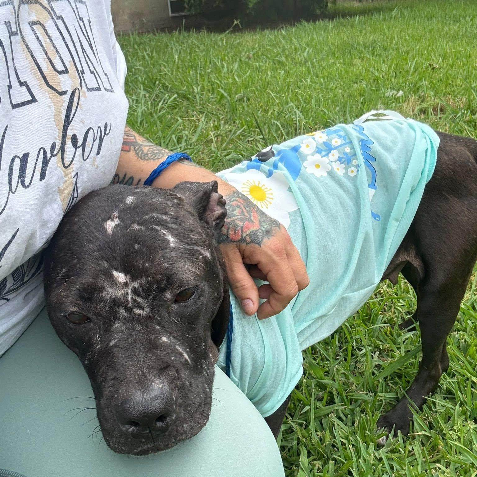 Enlarge Banana, a Adopted mixed breed in Dallas, TX image 6/6