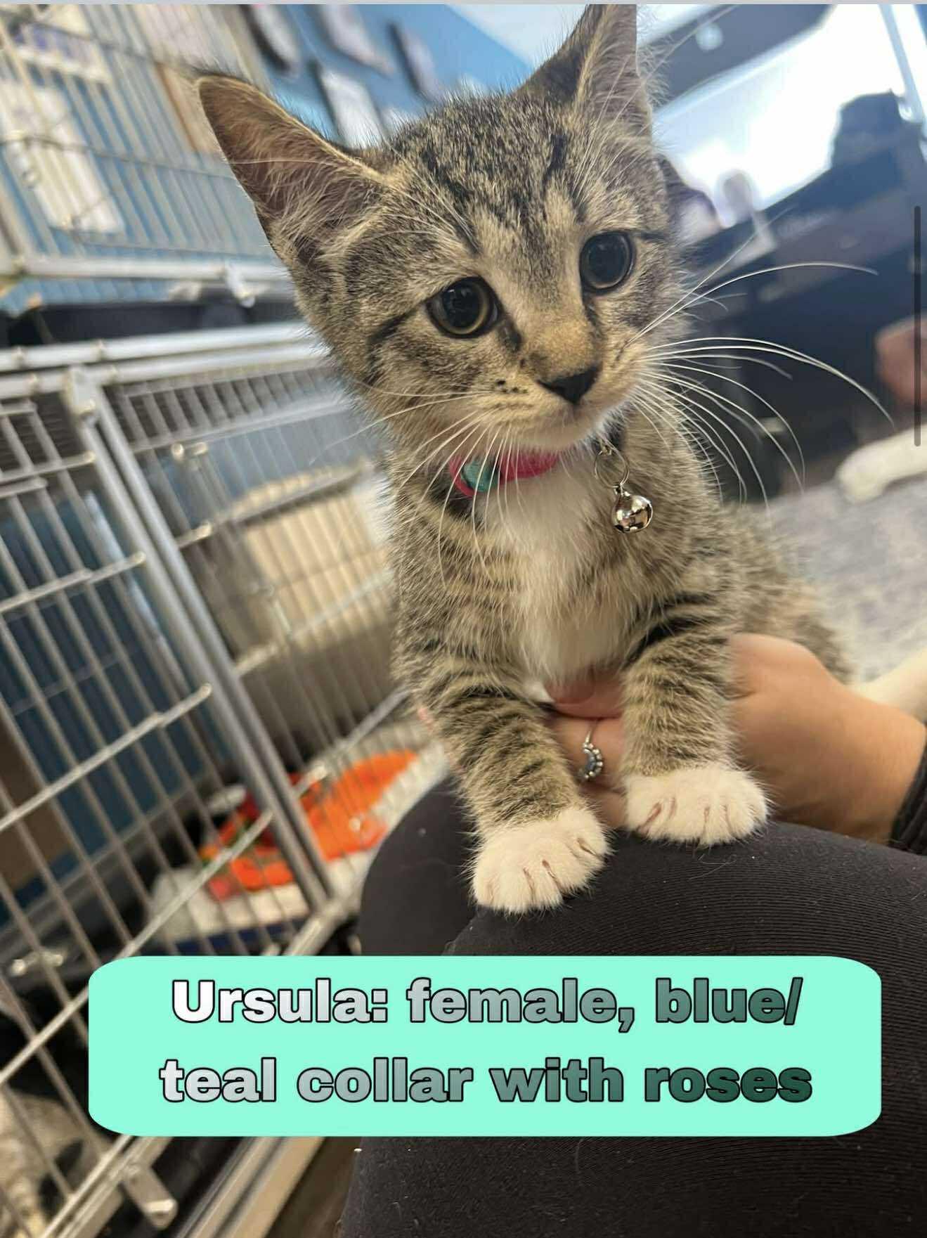 Ursula, Young Female Domestic Short Hair
