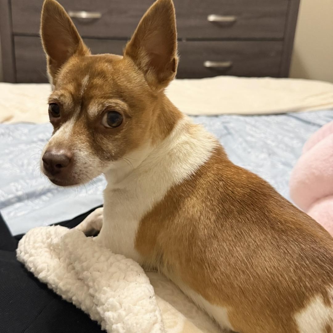 Enlarge Suki, a ADOPTABLE mixed breed in Orange, CA image 1/6