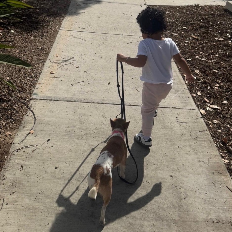 Enlarge Suki, a ADOPTABLE mixed breed in Orange, CA image 6/6