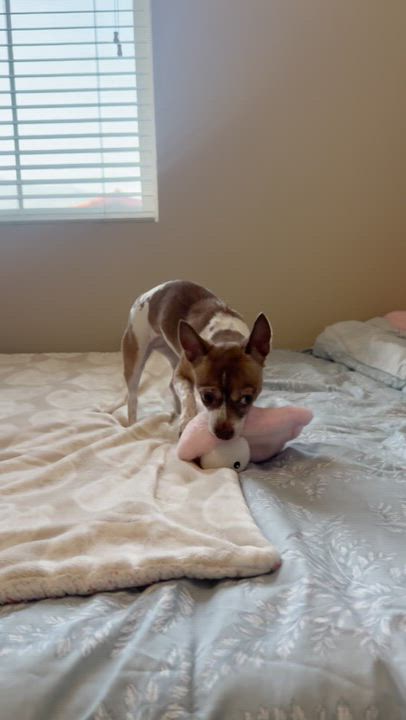 Enlarge Suki, a ADOPTABLE mixed breed in Orange, CA video 4/6