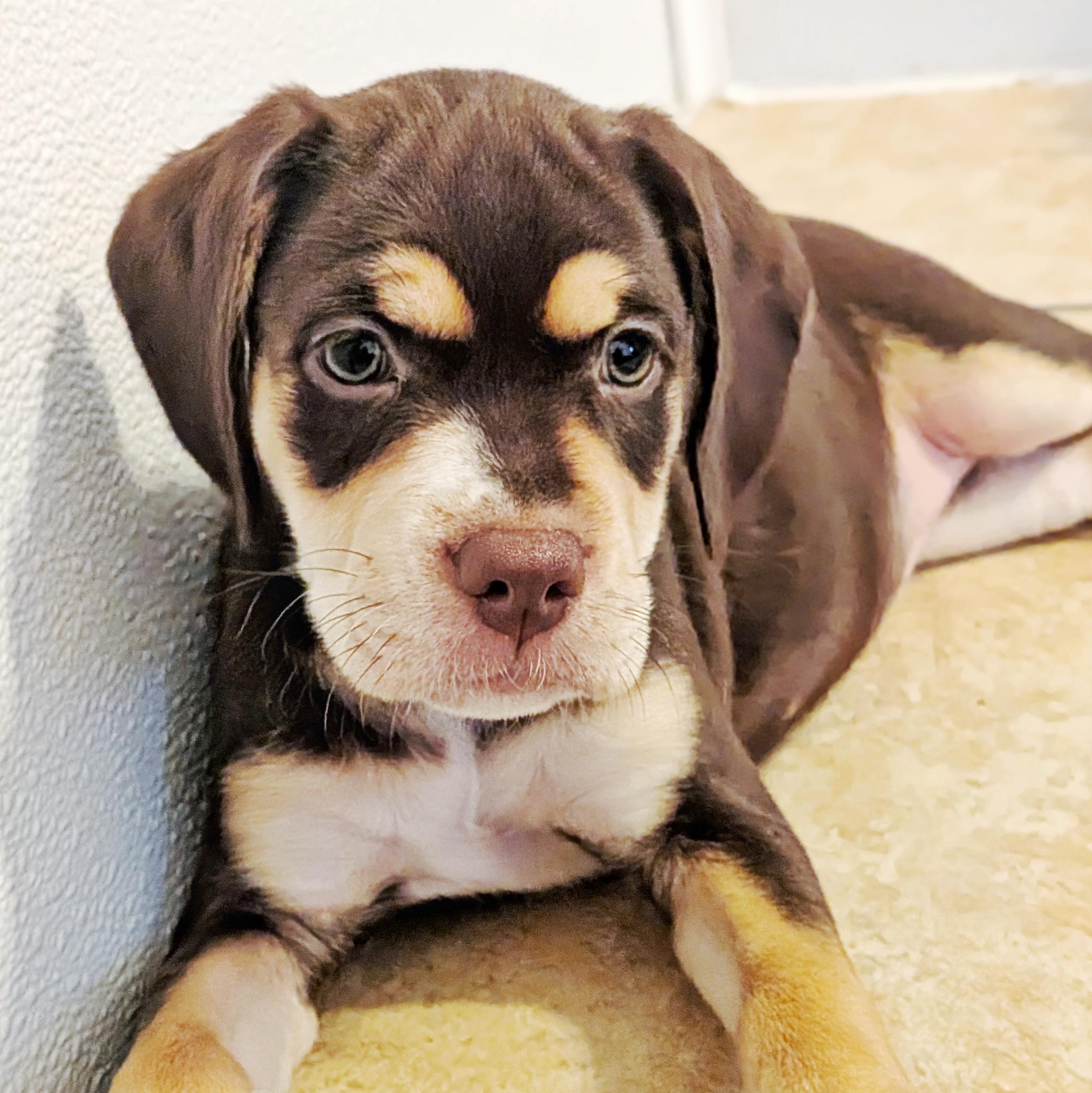 Hazel, ADOPTABLE, Puppy Female Cocker Spaniel & Chocolate Labrador Retriever.