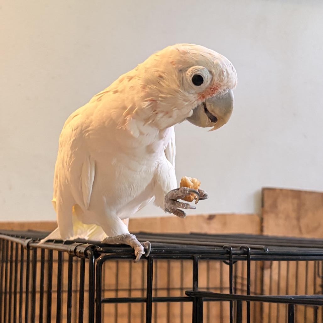 Enlarge Gatsby, a Adoptable Cockatoo in Port Richey, FL image 1/6