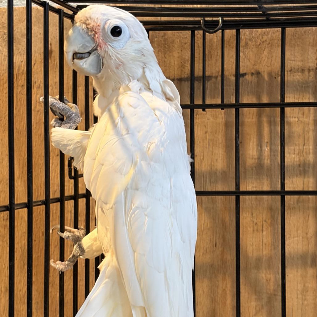 Enlarge Gatsby, a Adoptable Cockatoo in Port Richey, FL image 2/6