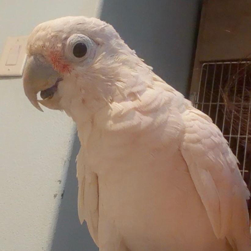 Enlarge Gatsby, a Adoptable Cockatoo in Port Richey, FL image 3/6