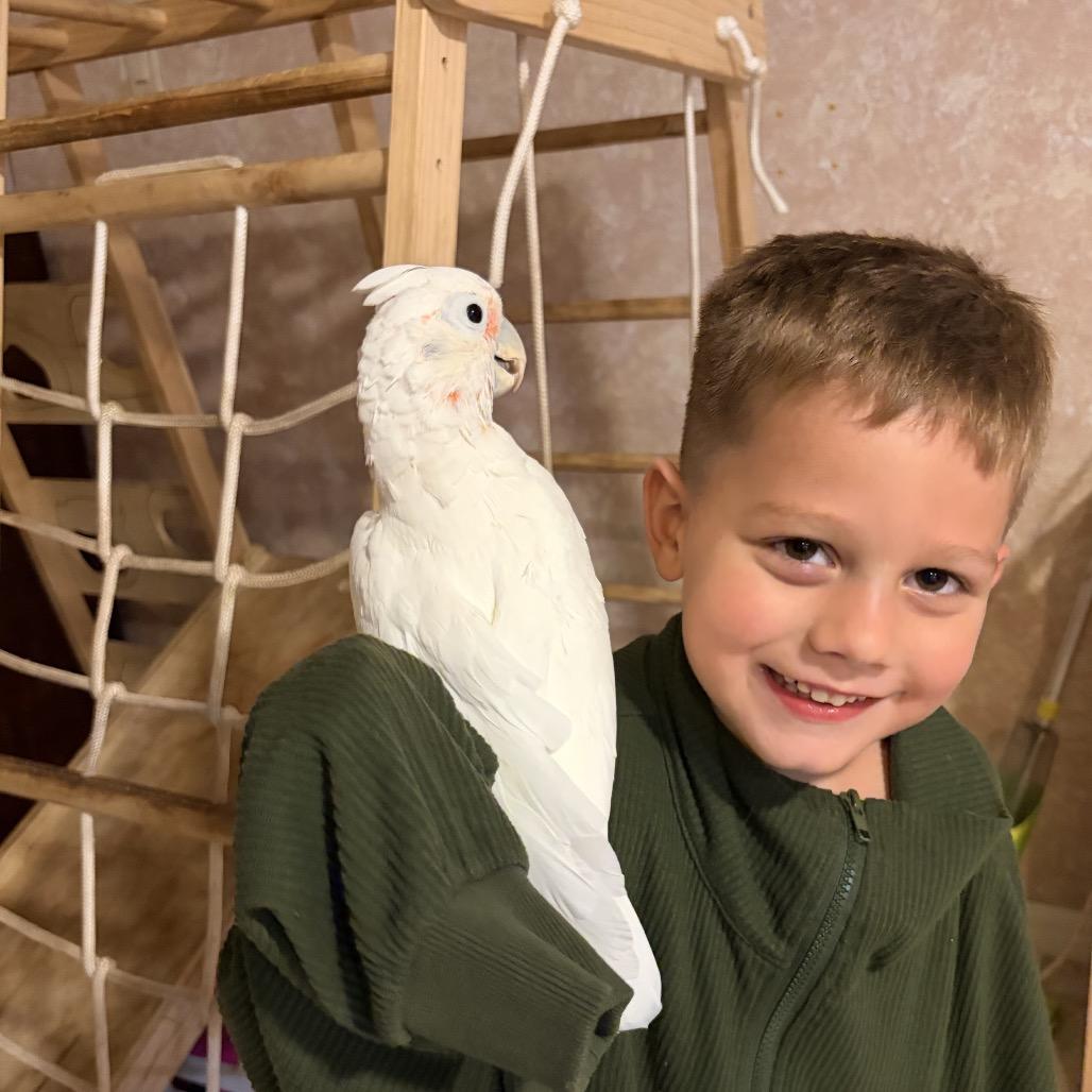 Enlarge Gatsby, a Adoptable Cockatoo in Port Richey, FL image 4/6
