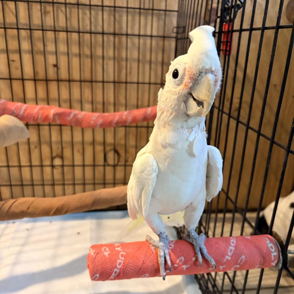 Enlarge Gatsby, a Adoptable Cockatoo in Port Richey, FL image 5/6