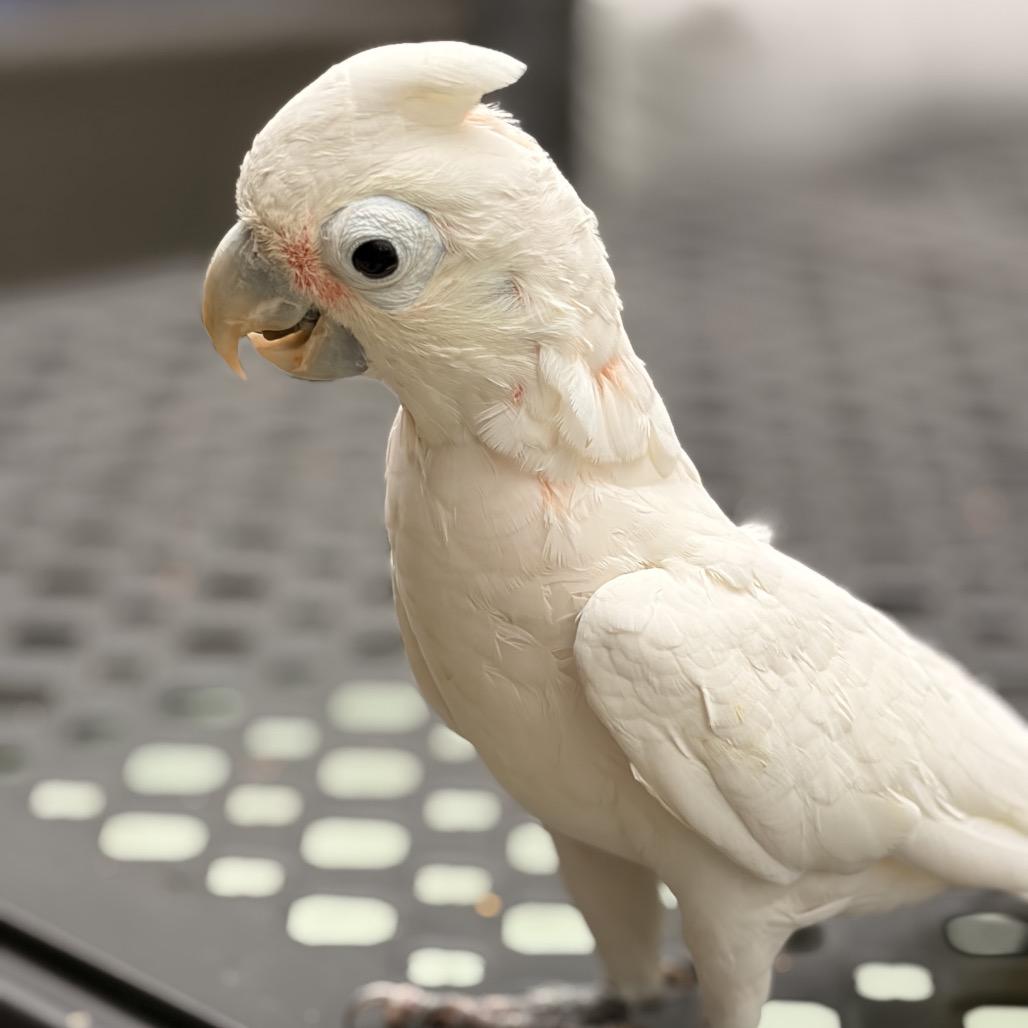 Enlarge Gatsby, a Adoptable Cockatoo in Port Richey, FL image 6/6