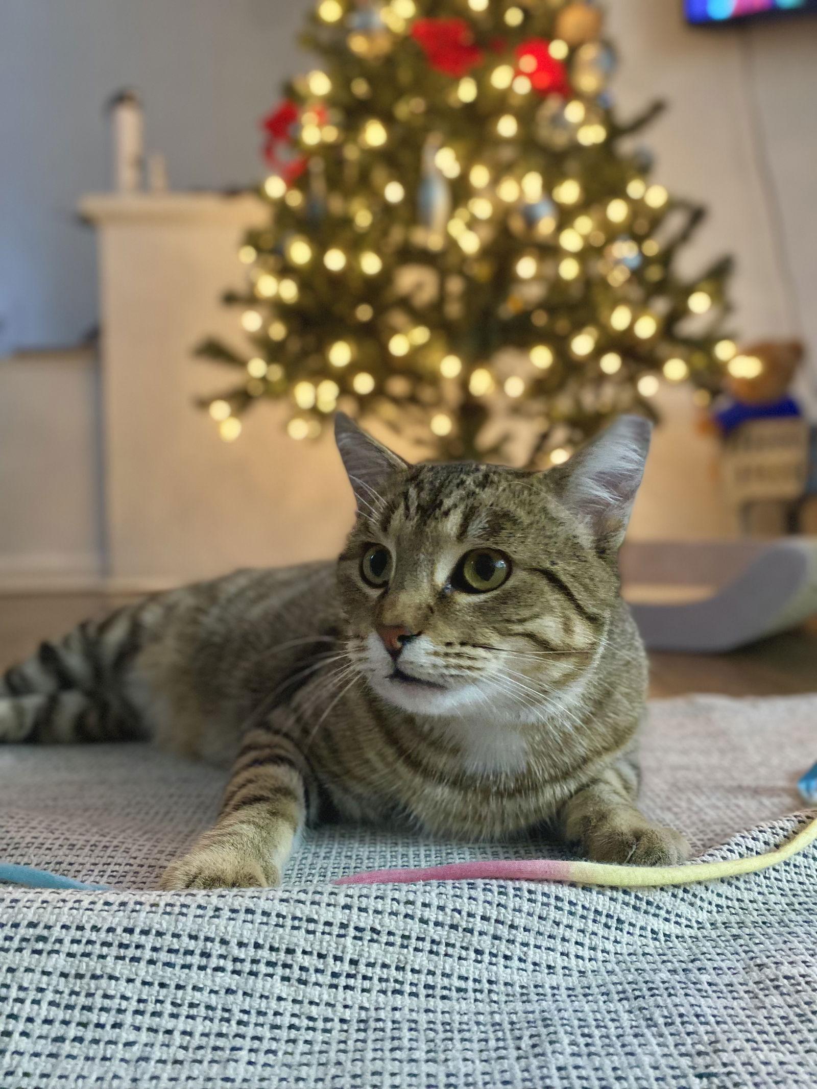 Toast, Adopted, Young Male Tabby.