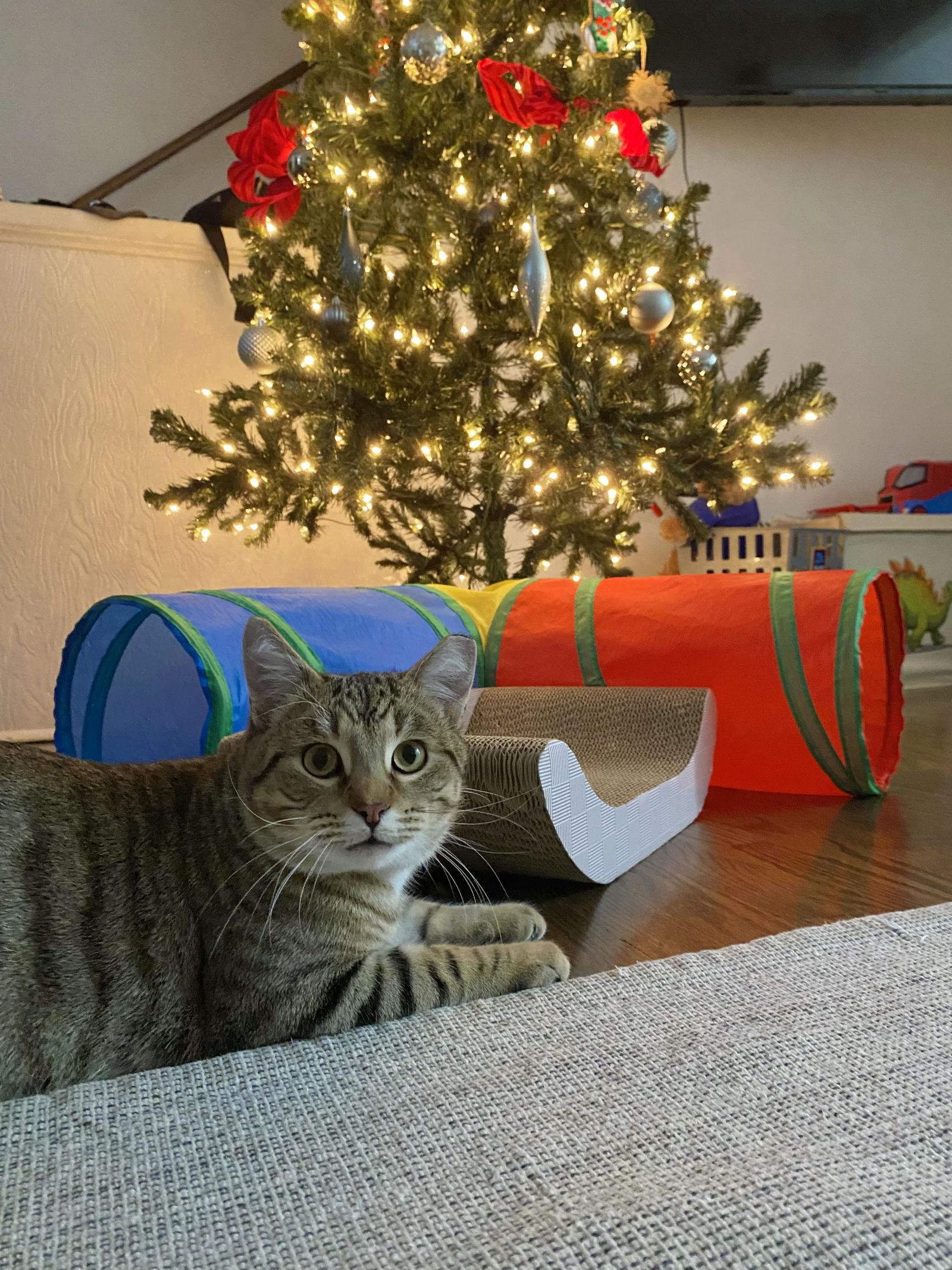 Toast, a Adopted Tabby in Maywood, IL image 2/3