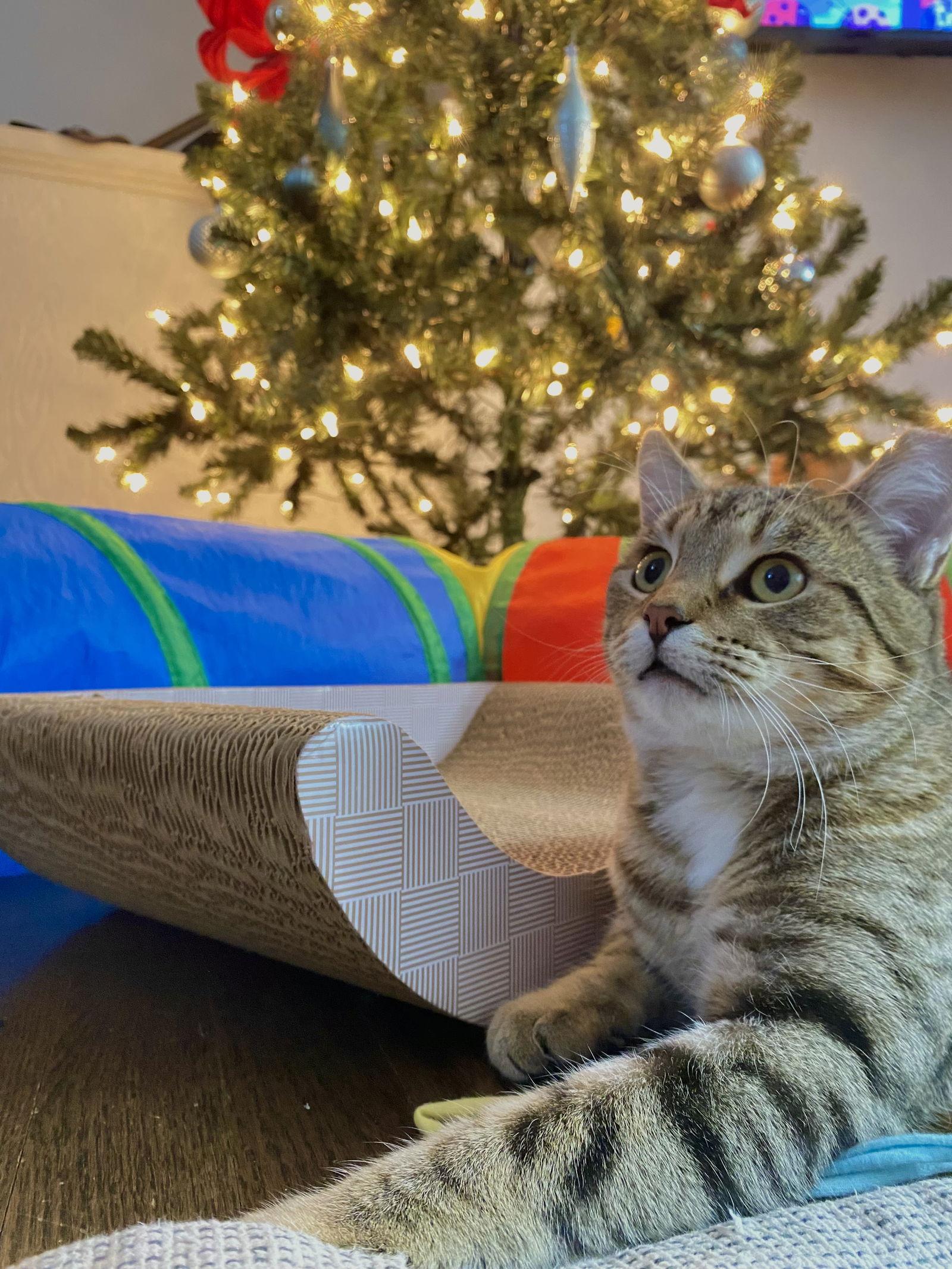 Toast, a Adopted Tabby in Maywood, IL image 3/3