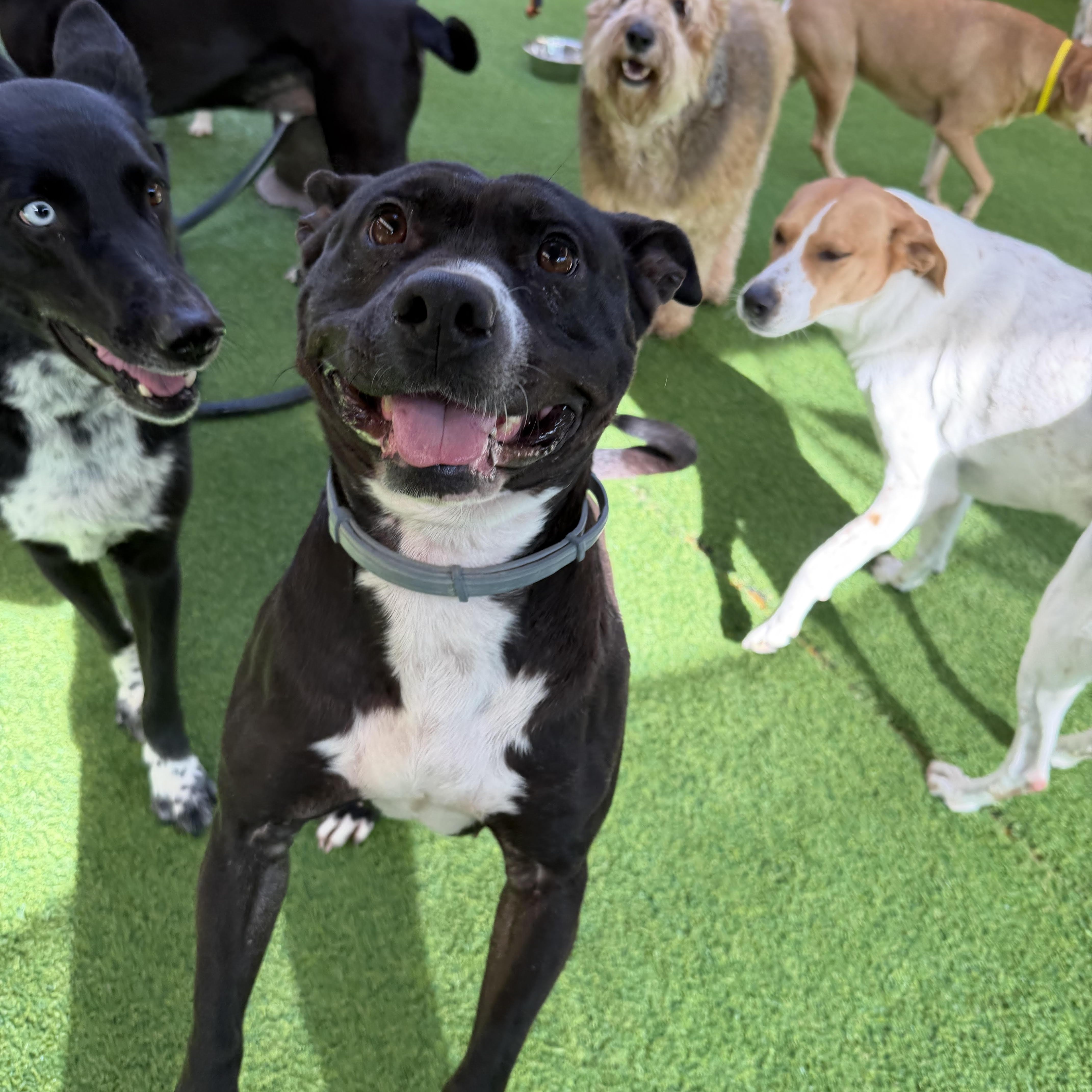 Enlarge Petunia, a ADOPTABLE mixed breed in Birmingham, AL image 5/6