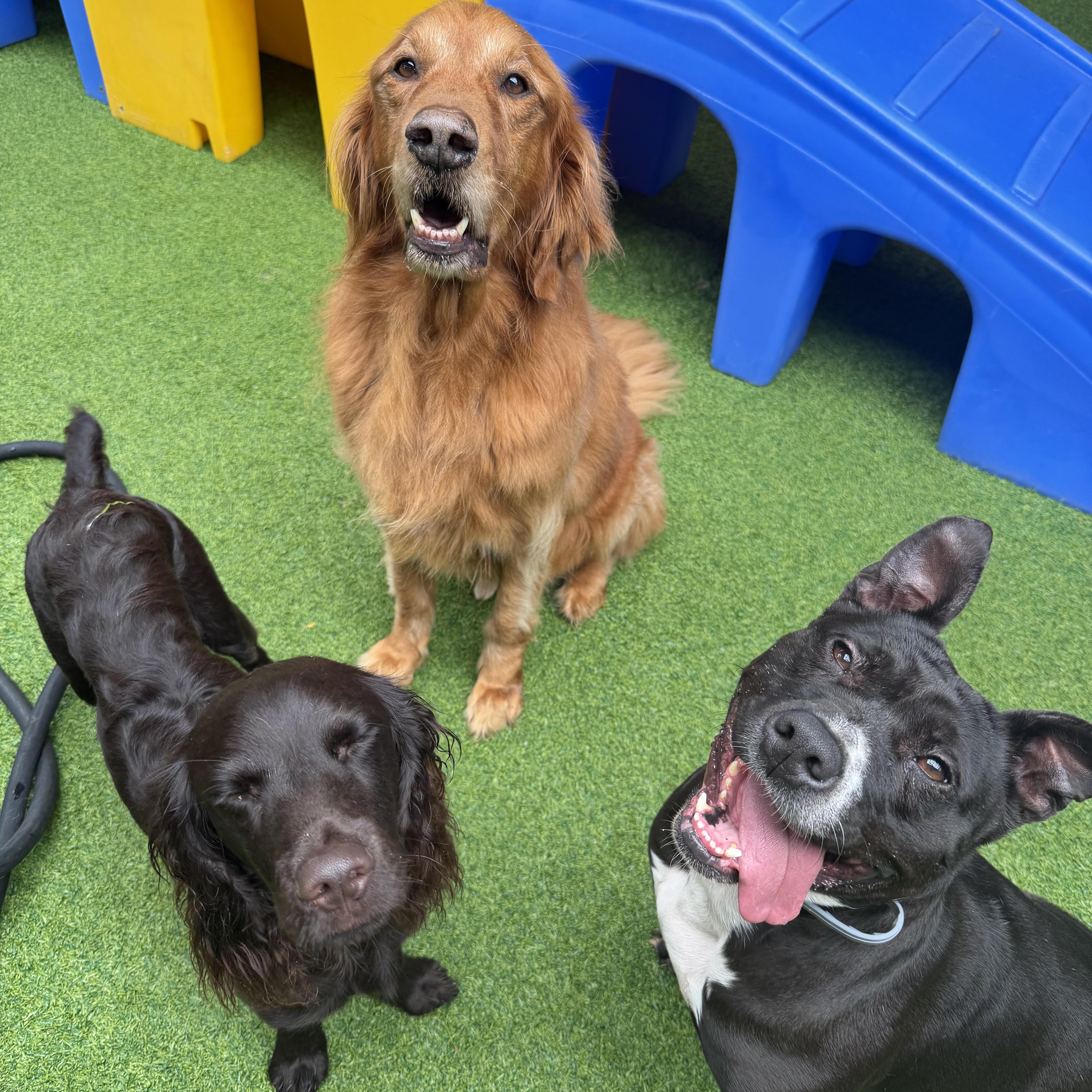 Enlarge Petunia, a ADOPTABLE mixed breed in Birmingham, AL image 4/6