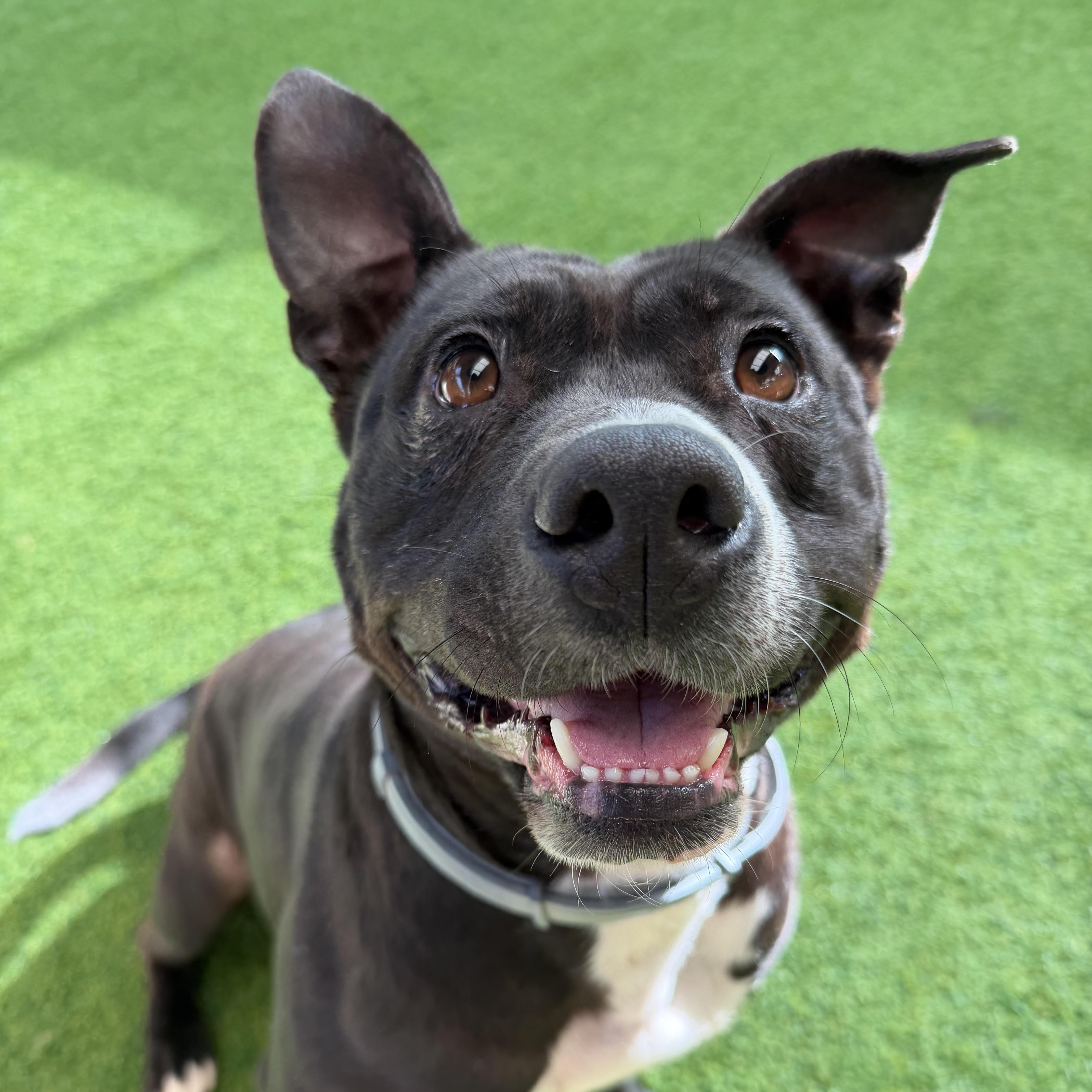 Enlarge Petunia, a ADOPTABLE mixed breed in Birmingham, AL image 3/6