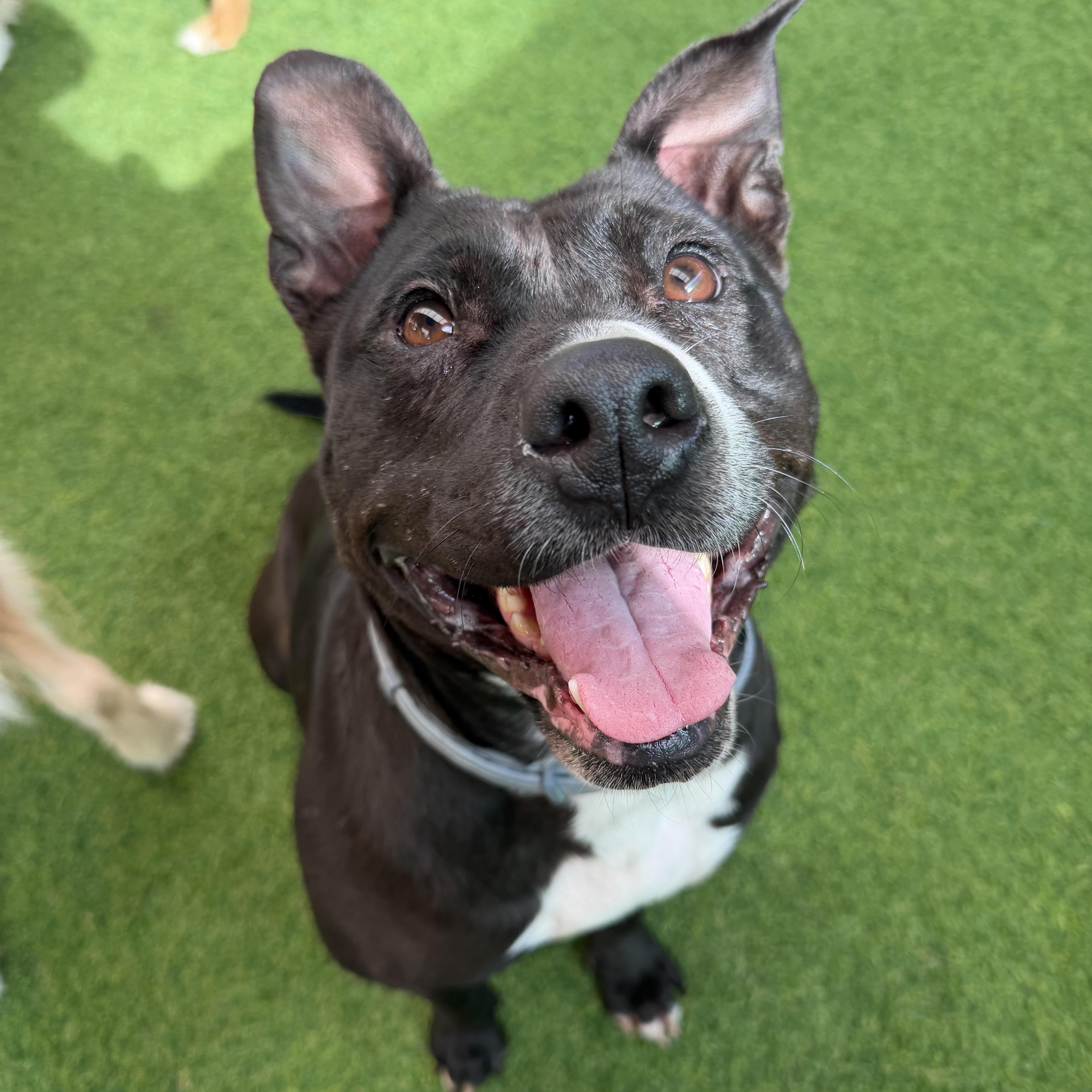 Enlarge Petunia, a ADOPTABLE mixed breed in Birmingham, AL image 1/6