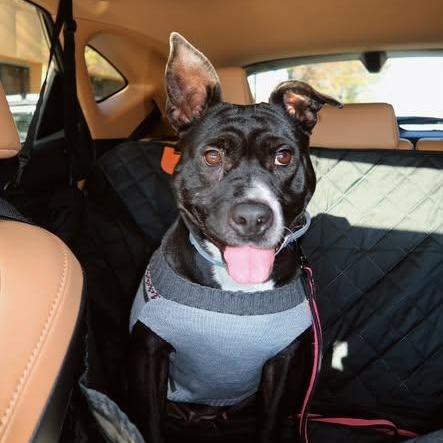 Enlarge Petunia, a ADOPTABLE mixed breed in Birmingham, AL image 2/6