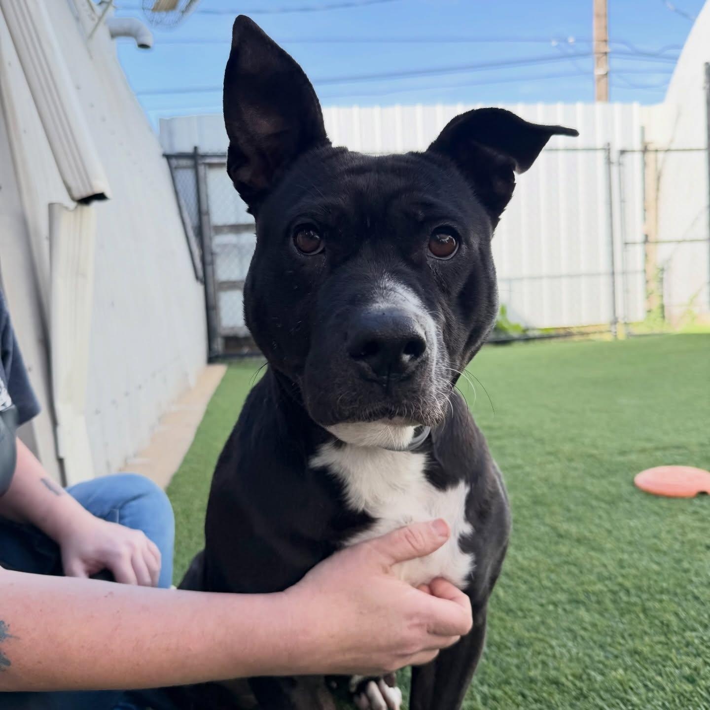 Enlarge Petunia, a ADOPTABLE mixed breed in Birmingham, AL image 5/6