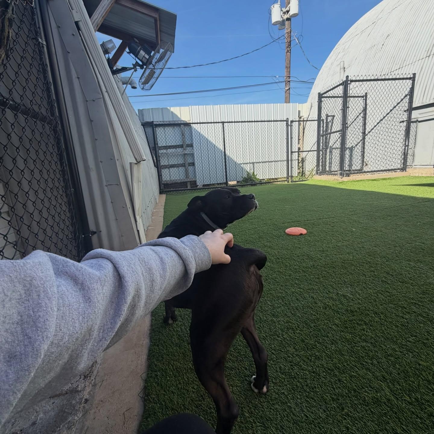 Enlarge Petunia, a ADOPTABLE mixed breed in Birmingham, AL image 6/6