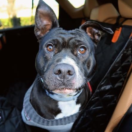 Petunia, ADOPTABLE, Adult Female Pit Bull Terrier.