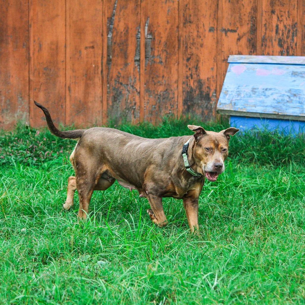 Sofia, Adoptable, Senior Female Mixed Breed.