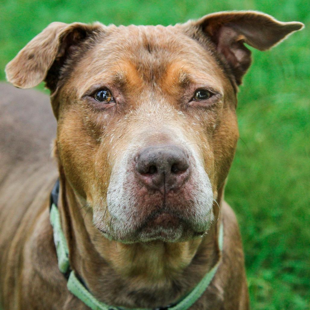 Sofia, Adoptable, Senior Female Mixed Breed.