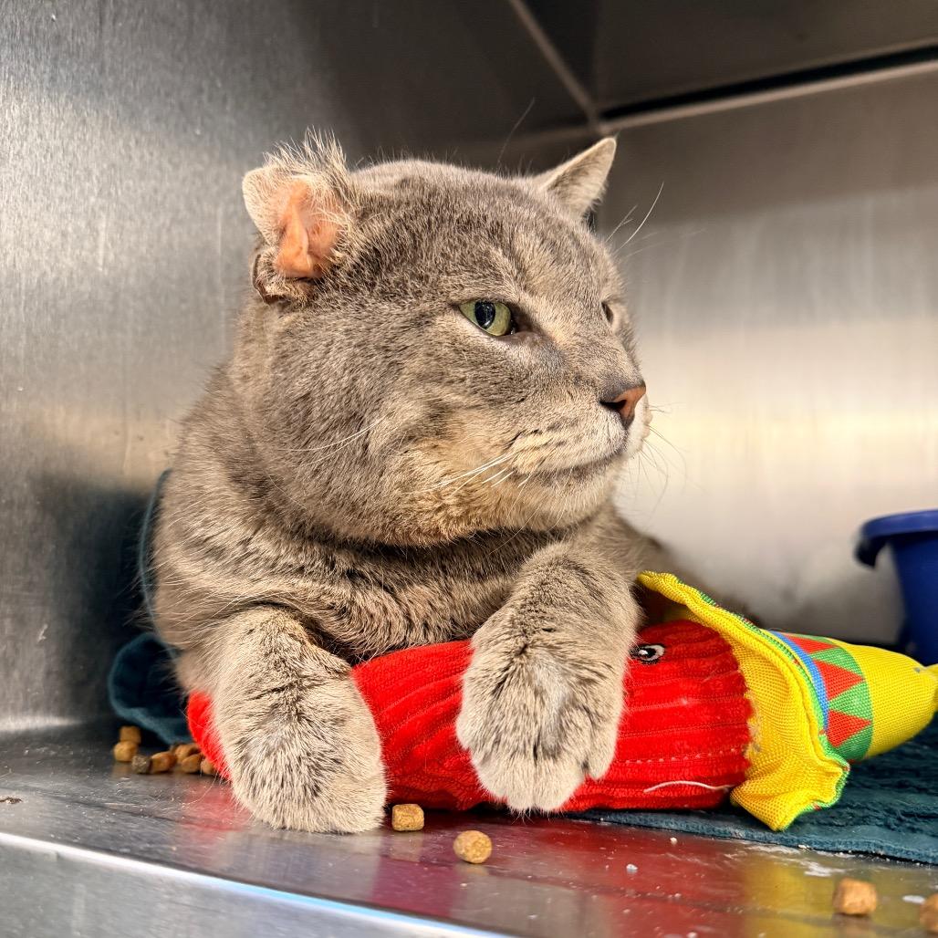 Enlarge Manny, a Adoptable Domestic Short Hair in New York, NY image 1/6