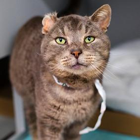 Enlarge Manny, a Adoptable Domestic Short Hair in New York, NY image 2/6