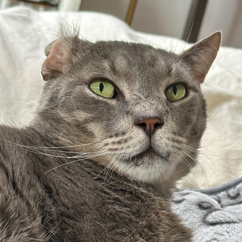 Enlarge Manny, a Adoptable Domestic Short Hair in New York, NY image 3/6