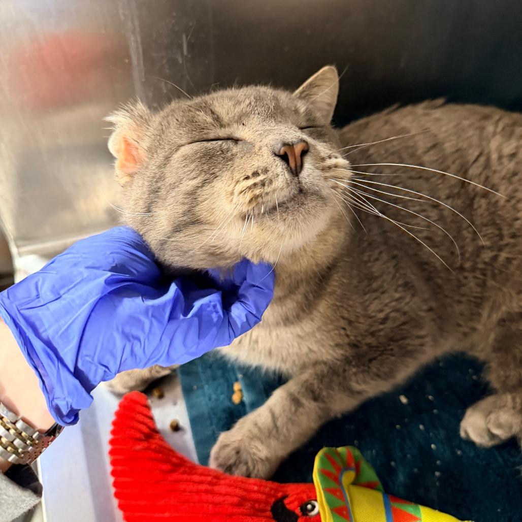 Enlarge Manny, a Adoptable Domestic Short Hair in New York, NY image 4/6