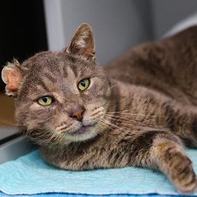 Enlarge Manny, a Adoptable Domestic Short Hair in New York, NY image 5/6