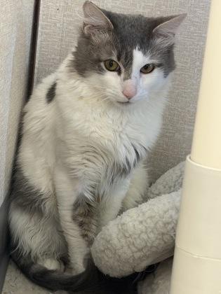 Enlarge Bumblebee and Jitterbug, a Adoptable mixed breed in Salem, NH image 5/6