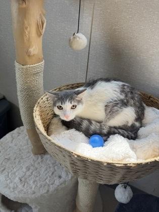 Bumblebee, Adoptable, Kitten Female Domestic Short Hair.