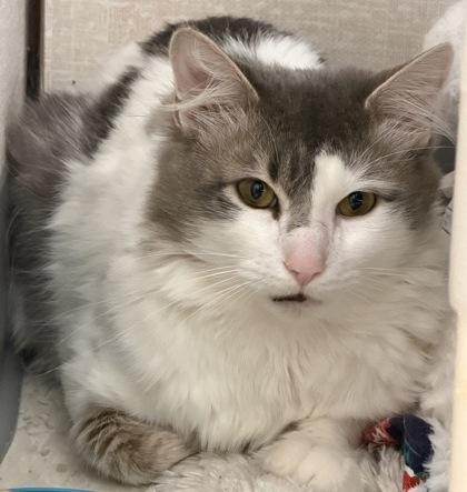 Enlarge Bumblebee and Jitterbug, a Adoptable mixed breed in Salem, NH image 1/6