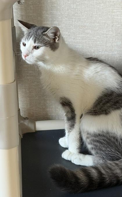 Enlarge Bumblebee and Jitterbug, a Adoptable mixed breed in Salem, NH image 4/6
