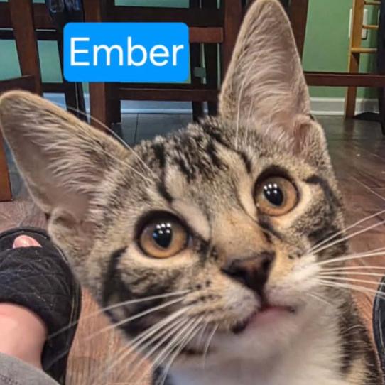 Ember, Adoptable, Young Male Domestic Short Hair.