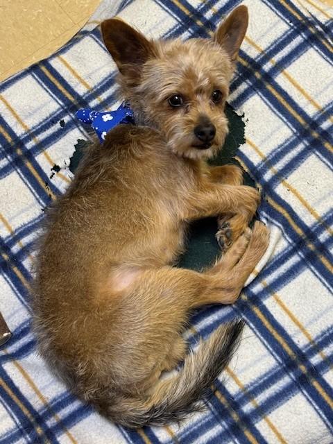 Enlarge King, a ADOPTABLE mixed breed in Ashland, VA image 2/5