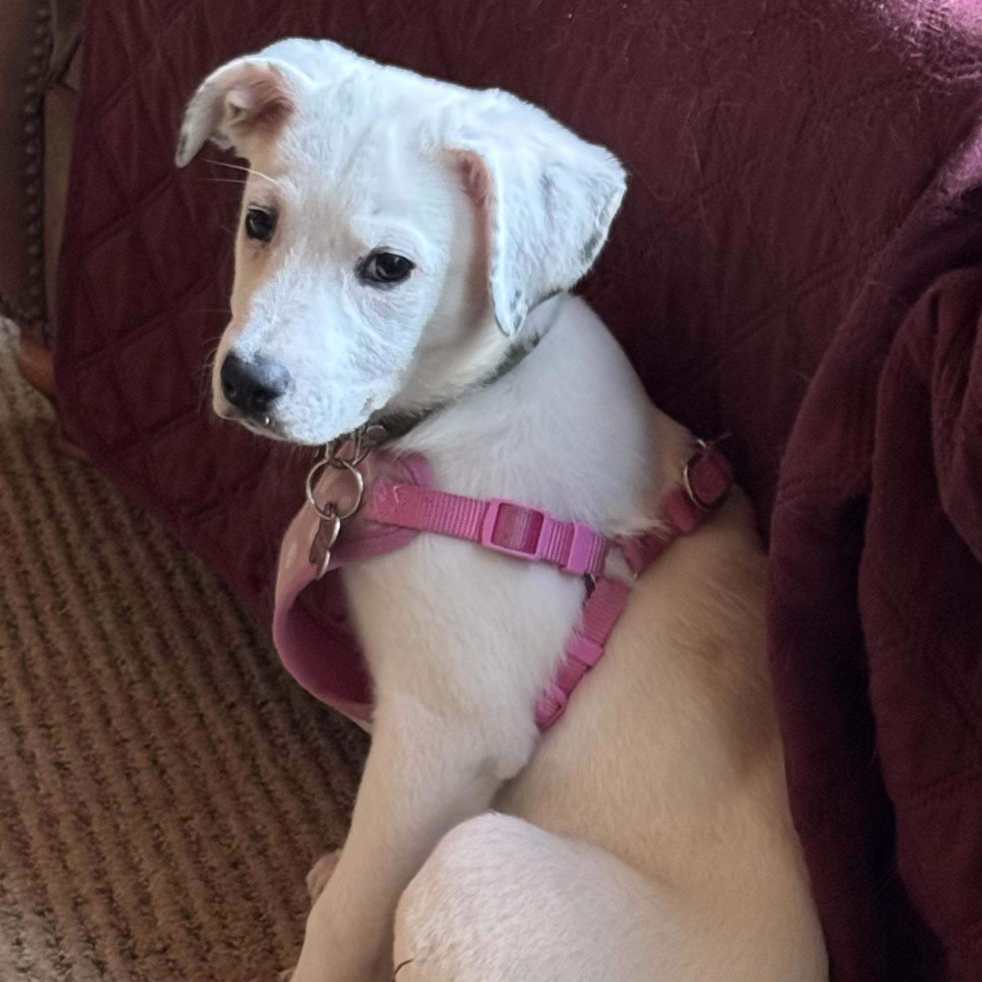 Enlarge Clover, a ADOPTABLE Mixed Breed in Prior Lake, MN image 5/6