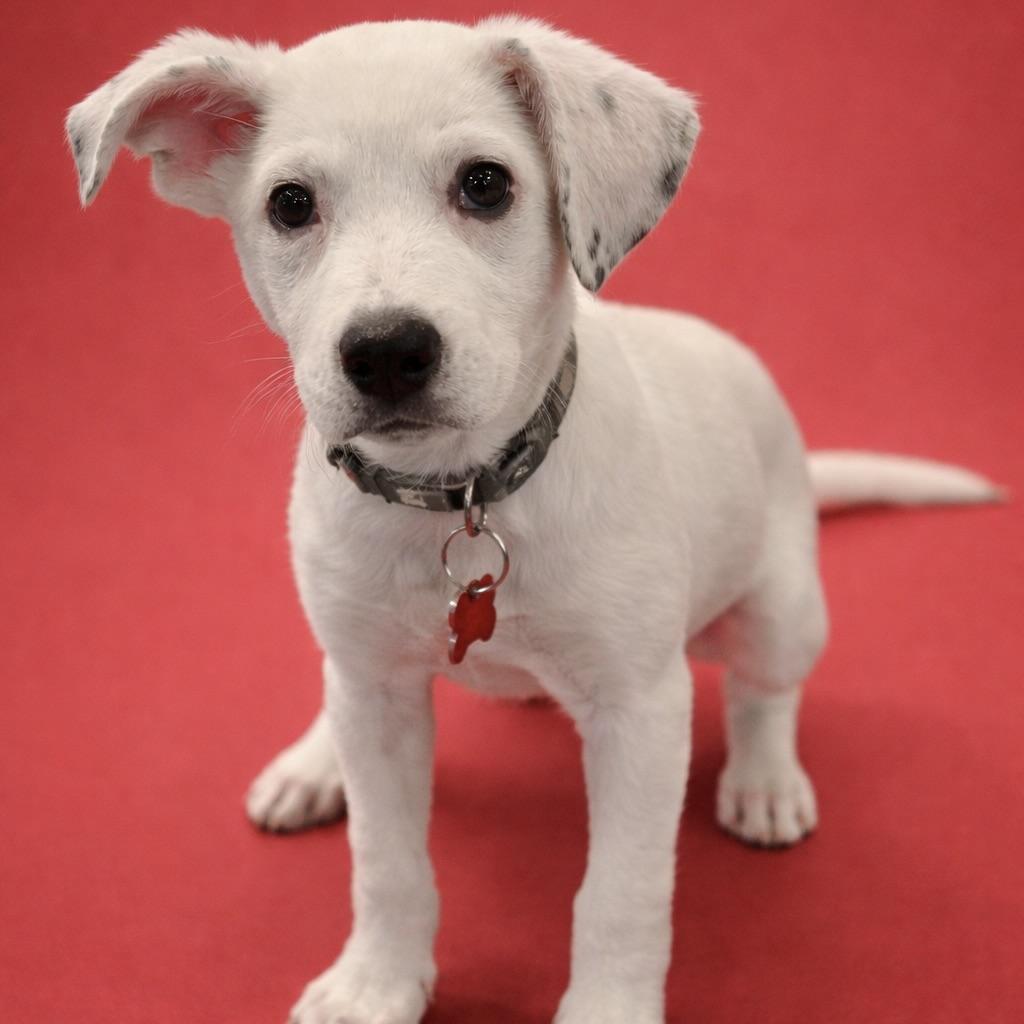 Enlarge Clover, a ADOPTABLE Mixed Breed in Prior Lake, MN image 1/6